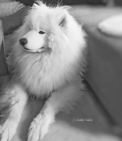 Imperator_Wladek - #codziennyjonsnowlyonnet
#samoyed