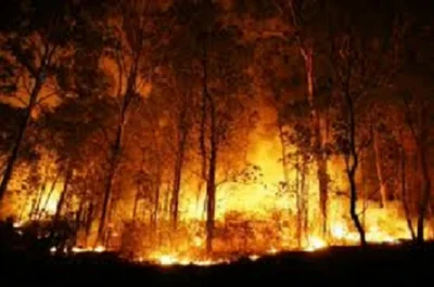 V.....d - Podpalcie wszystkie lasy państwowe to nie uda się ich sprzedać !!!!!1111one...