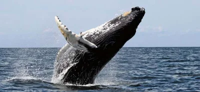 Majka94 - Co wy wiecie o samotności?
W północnym pacyfiku pływa wieloryb, który w ro...