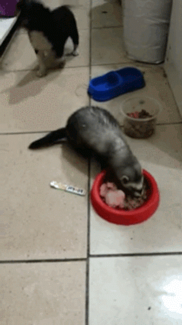 rancosster - #heheszki #smiesznypiesek