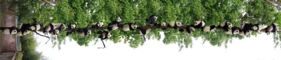 l-da - rzadkie drzewo na którym rosną pandy
#zwierzęta #natura #pandy #zdjęcia #foto...