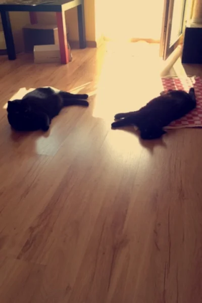 hejk4 - Moje czarnuchy :D

#pokazkota #pokazkoty #kitku #koty #kotki