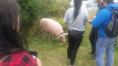 Kolodziej - Takiej świni na woodstocku jeszcze nie widziałem 
#woodstock