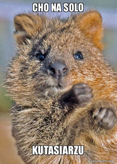 Trzesidzida - @mfek00: ja tylko zostawię w komentarzu quokke-#!$%@? ( ͡° ͜ʖ ͡°)