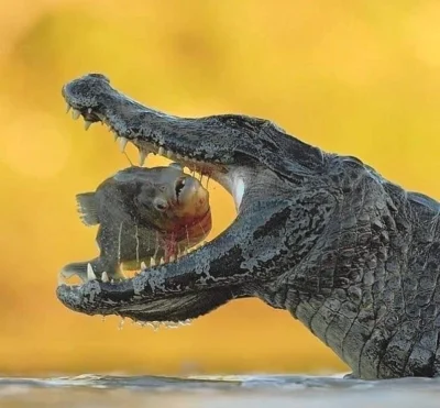 GraveDigger - Zdziwiona pirania.
#zwierzaczki #gady #ryby #krokodyl