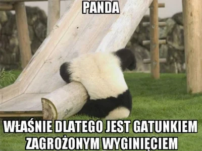 GraveDigger - #heheszki #zwierzaczki #pandyzawszespoko