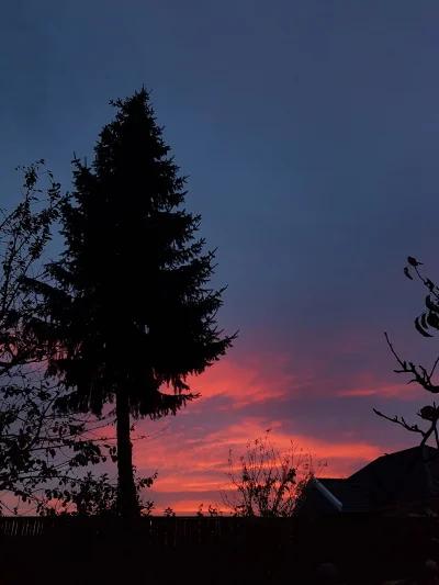 phaxi - drzewko

#sunsetcollection #fotografia #tworczoscwlasna