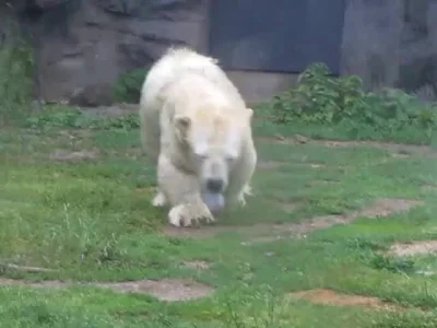 likk - niedźwiedź karzeł