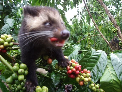 j.....n - @schizofretka: A to bardzo dobry pomysł, luwak nawet ucieszy się, że ziarna...