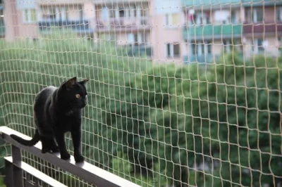 Logytaze - Montował ktoś siatkę balkonową dla kota? Szukam w internecie tanich zaczep...