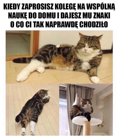 Lapidarny - #heheszki #koty #rozowepaski #logikarozowychpaskow