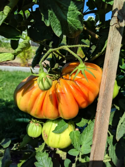 FLAC - Patrzcie jaki wielki ( ͡° ͜ʖ ͡°)

#pomidory #pomidor #warzywa #ogrodnictwo