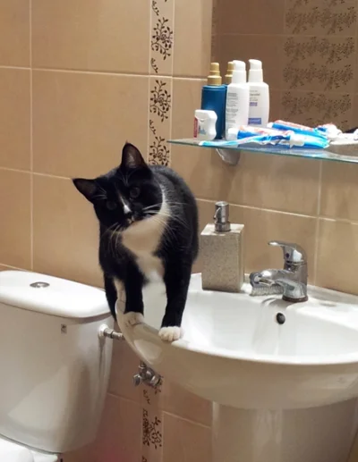 kuki_1988 - Wchodzi człowiek do łazienki, a tam kot :/

#kotgeralt