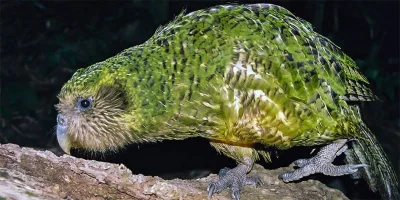 DuchBieluch - Kakapo (strigops habroptila) - gatunek nielotnego, dużego ptaka występu...