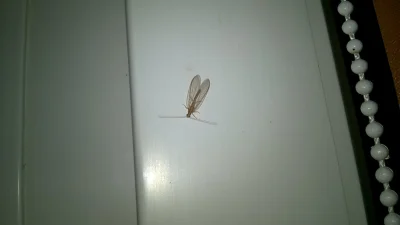 krzywy_odcinek - Ktoś m może powiedzieć co to za owad ? Nie jest płochliwy, od trzech...