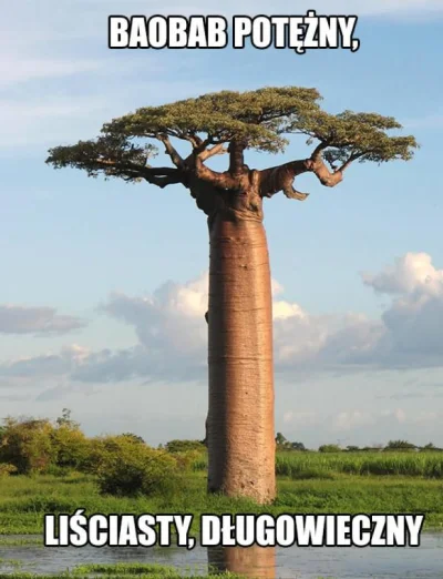 DeXteR25 - Mircy! Plusujcie baobab! Nikt nigdy nie plusuje baobabu (⌐ ͡■ ͜ʖ ͡■)

#h...