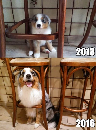Zaff - Oto jak w ponad 2 lata może się skurczyć krzesło, pies dla skali ( ͡° ͜ʖ ͡°)
...