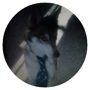 zecto - Pies z krawatem zawsze na propsie

#rando #modapieska