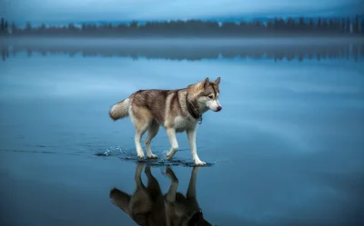 sweet-candy - A husky walks on water in northern Russia. The image was taken after he...