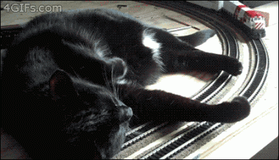 tangodown - #koty #kotytochuje #gif
