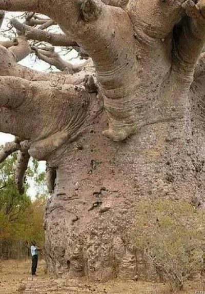 karolina9090 - #ciekawostki #przyroda 
Senegalski baobab majacy 6000 lat.