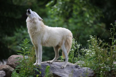 Wulfi - wyju wyju

#wilk #wilki #zwierzeta #tapeta #zwierzaczki #smiesznypiesek - #...