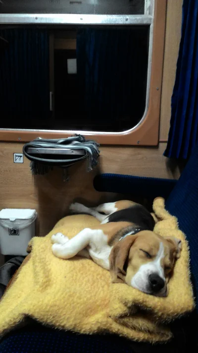 Jasiek794 - Moje cudo :) Dzielnie znosi podróż pociągiem.
#pokazpsa #psy #beagle