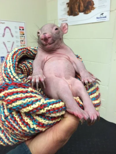 DostawcaKaloszy - Czuje dobrze mały wombat

#zwierzaczki #wombat #wtf