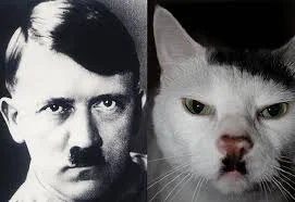 starnak - Kot był podobny do Hitlera.( ͡° ͜ʖ ͡°) znajdź różnicę.