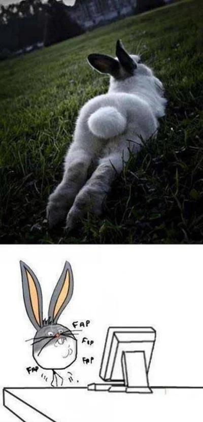 B.....1 - #funny #bunny #smiesznypiesek #fapfolder #humorobrazkowy #tfwnogf #jpg