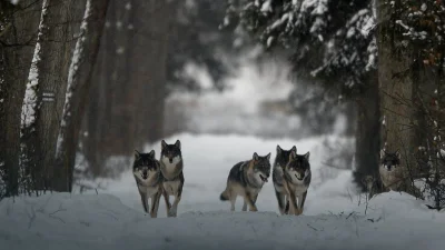 kurkuma - #przyroda #las #fotografia #natura #ciekawostki
Zdjęcia z tzw. fotopułapek...