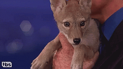 C.....r - Szczenię kojota robi karierę w telewizji.
#smiesznypiesek #zwierzaczki 
#...