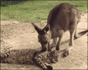 trzeci - Chciał dobrze ( ͡° ʖ̯ ͡°)
#koty #kangury #gif