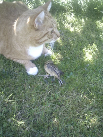 goromadska - Zabójca przyniosl ptaka. Trochę przeszkadzają mu pióra, ale je. #kot #po...