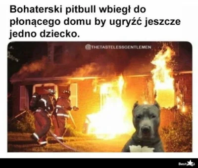 Stivo75 - A w tym czasie pitbul bohater uratował dziecko