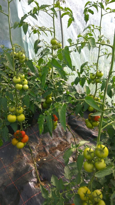 potatowitheyes - #pomidory #ogrodnictwo
Mam nadzieję, że krzaczki przetrwają do zbior...