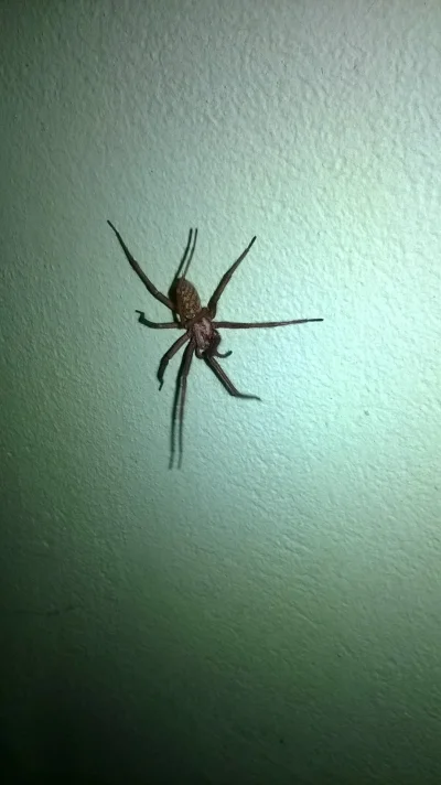 Mistyczny_Krokodyl - Znalazłem takiego pająka na ścianie jakiegoś budynku. Całkiem wi...