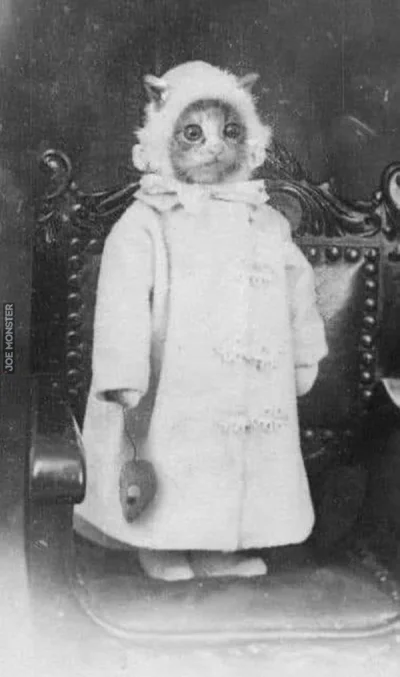 Roosevelt - przed Wami prababcia kota mojej dziewczyny (｡◕‿‿◕｡)
#kot #koty #heheszki ...