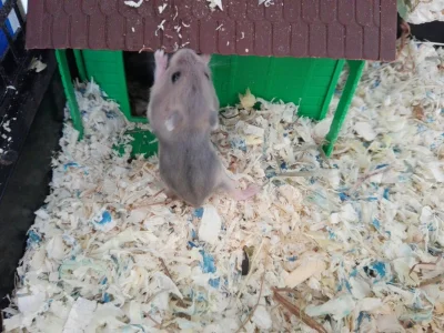 G.....t - Dzień #17

Tak mocno wieje że trzeba dach trzymać..

#greenhamster