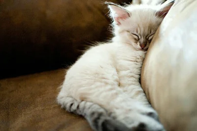WaniliowaBabeczka - Dobranoc :3
#koty #zwierzaczki #dobranoc