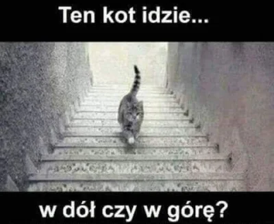 oszty - #pytanie #koty #smiesznekotki