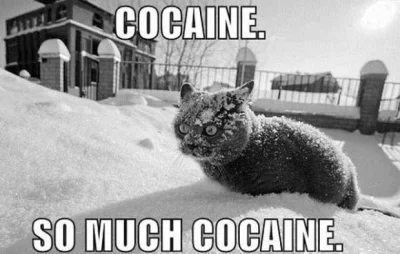 bobbyjones - Przykładowa reakcja kota na śnieg