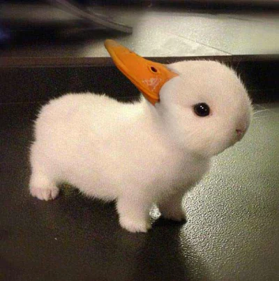 PiotrekPan - Kaczka czy królik?
#zagadka #mindfuck