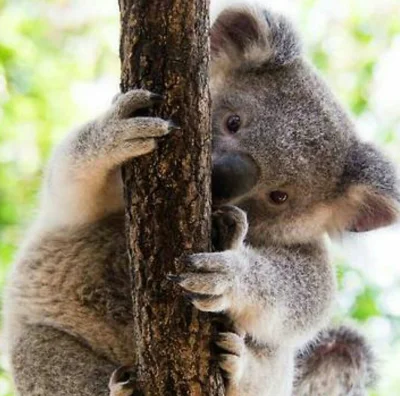 Najzajebistszy - Akuku ʕ•ᴥ•ʔ

#koalowabojowka #koala #zwierzaczki