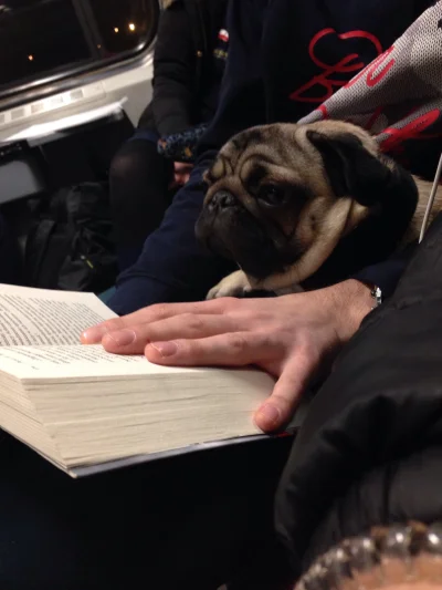 megson91 - Klops czyta w pociągu książkę ^^ 
#heheszki #smiesznypiesek #mops #pies