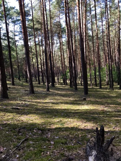 korneliaUber - Pozdrawiam z lasu ( ͡° ͜ʖ ͡°) 

Gdzie te grzyby 

#natura