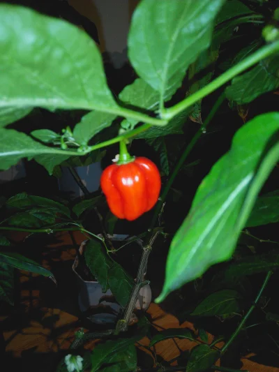 goromadska - owoc habanero red, sorry za nieostrość, ale wieczorem ciężko z telefonu