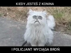 przeeemoooo - #memy #konin #mojawizjaartystyczna #bekazpodludzi