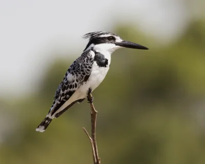 mikouak - U nas zimorodek występuje w jednej wersji, ale na świecie jest więcej odmia...