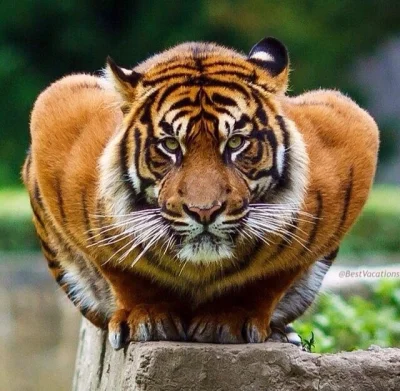 bart606 - Koleś z głową tygrysa i ciałem tygrysa robi pompkę



#zepsutymozg #cojawid...